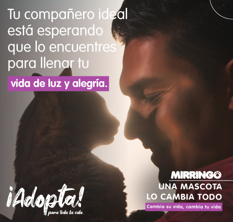 Adoptar tu gato ideal con Mirringo 
